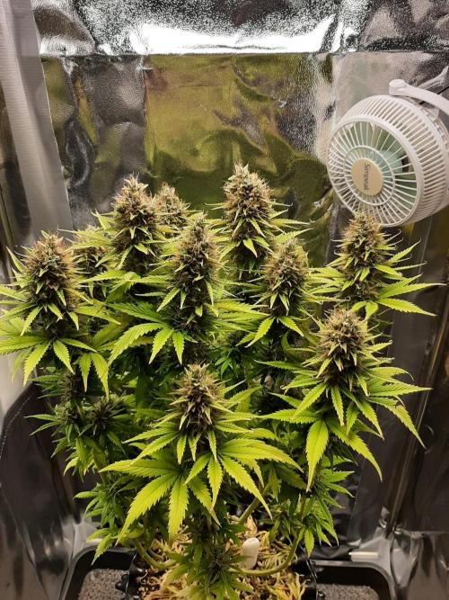 Mademoiselle Grosbourgeons. Week 12