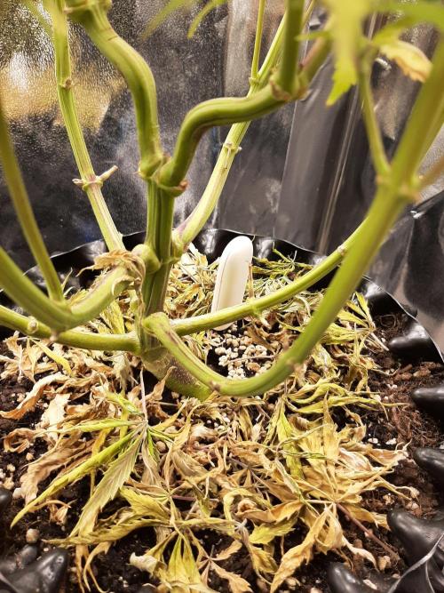 Mademoiselle Grosbourgeons. Week 12