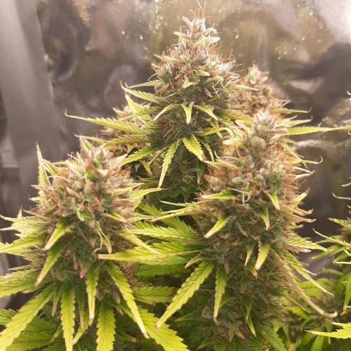 Mademoiselle Grosbourgeons. Week 13