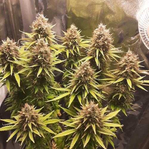 Mademoiselle Grosbourgeons. Week 13