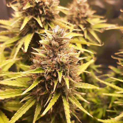 Mademoiselle Grosbourgeons. Week 13