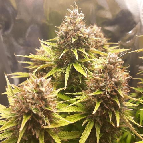 Mademoiselle Grosbourgeons. Week 13