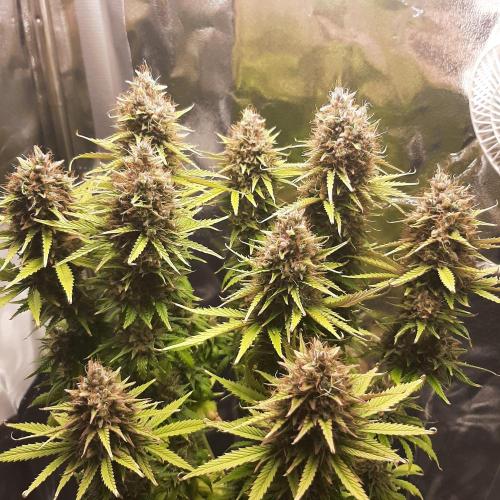 Mademoiselle Grosbourgeons. Week 13