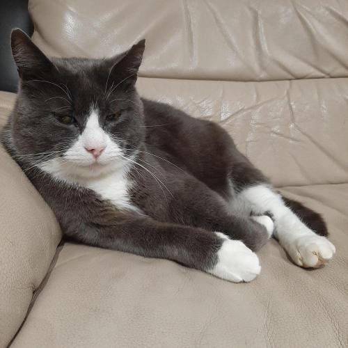 Mademoiselle Grosbourgeons. Week 13