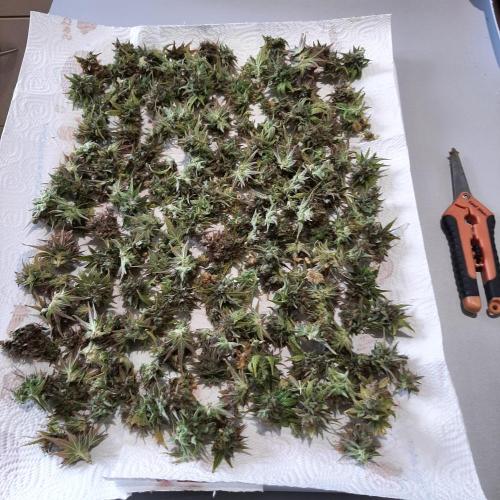 Mademoiselle Grosbourgeons. Week 14