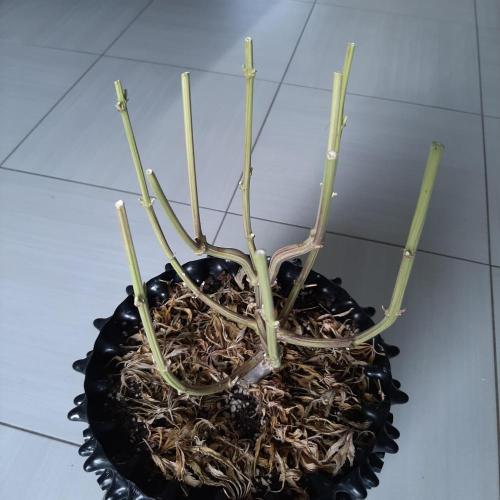 Mademoiselle Grosbourgeons. Week 14