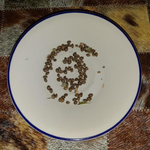 Mademoiselle Grosbourgeons. Week 14