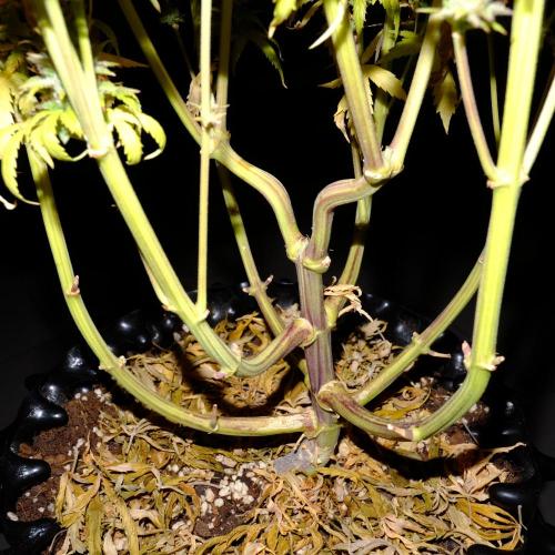 Mademoiselle Grosbourgeons. Week 14