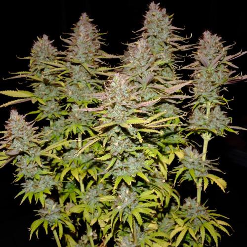 Mademoiselle Grosbourgeons. Week 14