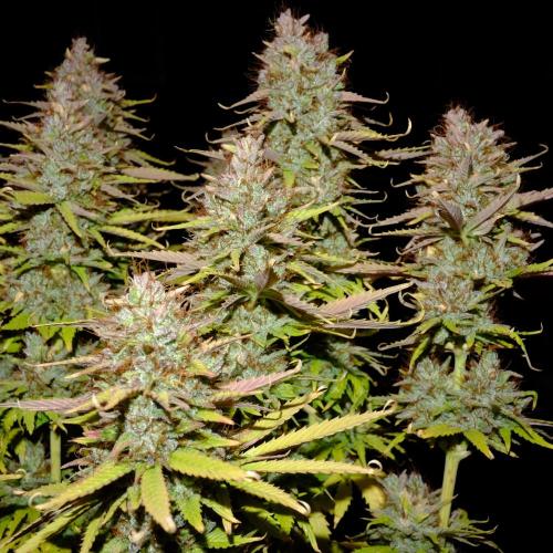 Mademoiselle Grosbourgeons. Week 14