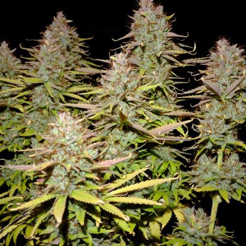 Mademoiselle Grosbourgeons. Week 14