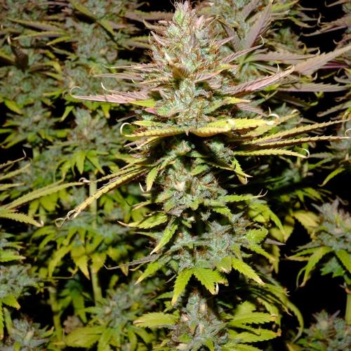 Mademoiselle Grosbourgeons. Week 14