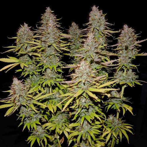 Mademoiselle Grosbourgeons. Week 14