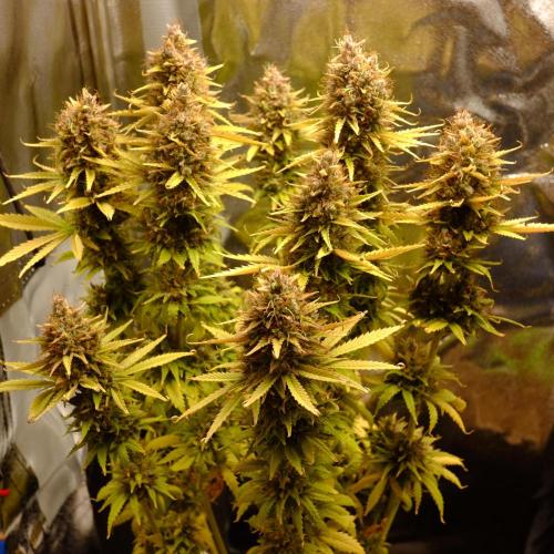 Mademoiselle Grosbourgeons. Week 14