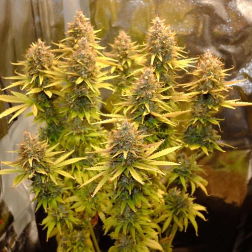 Mademoiselle Grosbourgeons. Week 14