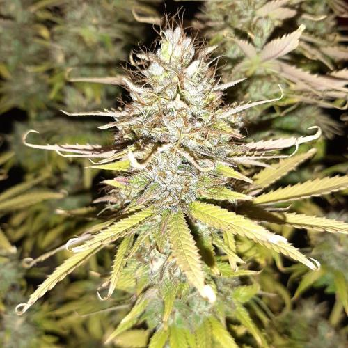 Mademoiselle Grosbourgeons. Week 14