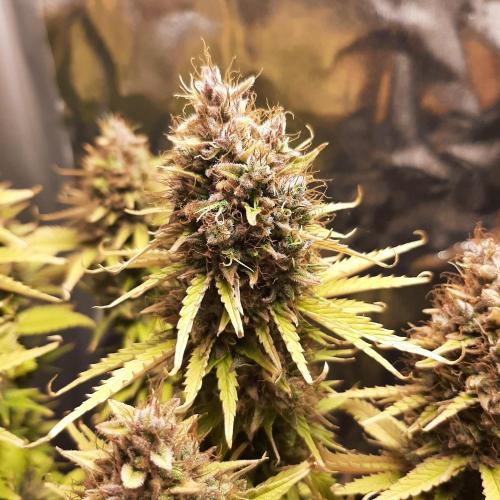 Mademoiselle Grosbourgeons. Week 14