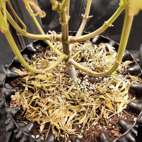 Mademoiselle Grosbourgeons. Week 14