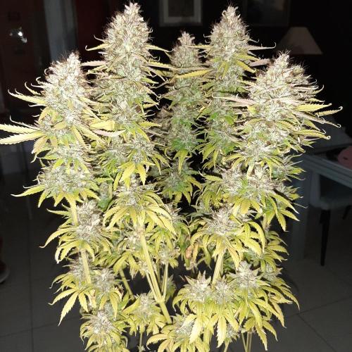 Mademoiselle Grosbourgeons. Week 14