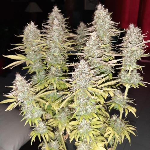 Mademoiselle Grosbourgeons. Week 14