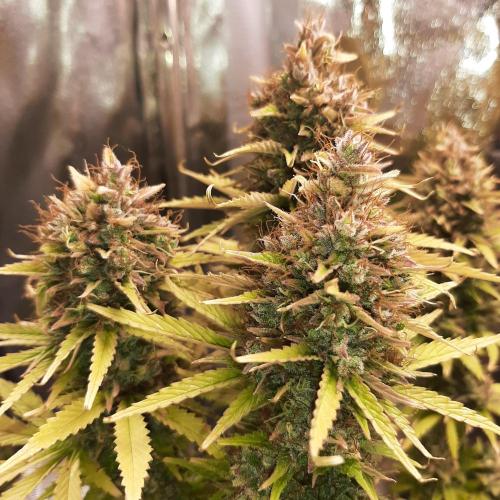 Mademoiselle Grosbourgeons. Week 14