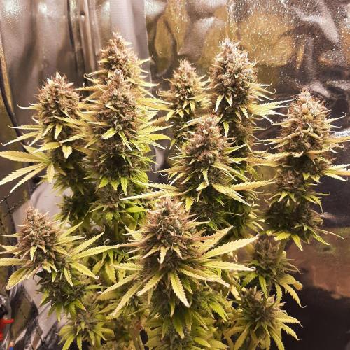 Mademoiselle Grosbourgeons. Week 14