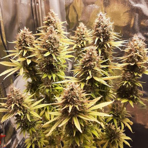 Mademoiselle Grosbourgeons. Week 14