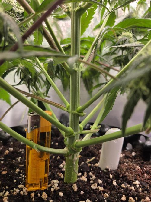 Sugar Black Rose. Week 7