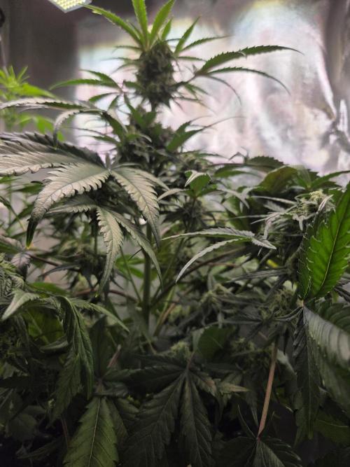 Sugar Black Rose. Week 8