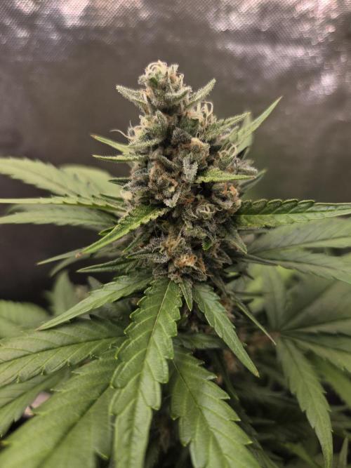 Cream Caramel. Week 8