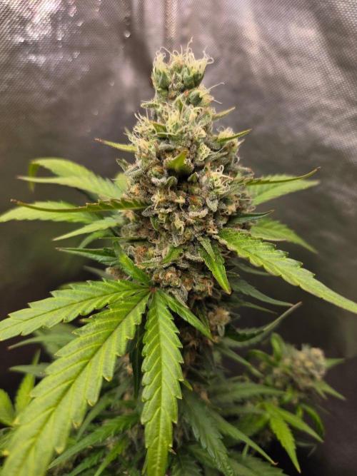Cream Caramel. Week 9