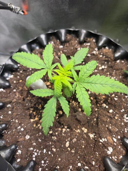 Pure Skunk Go Fast. Week 2