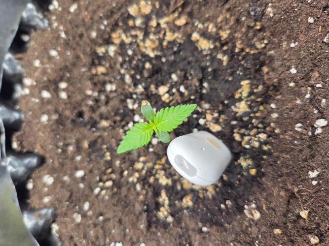 Dark Lemonade Auto. Week 1