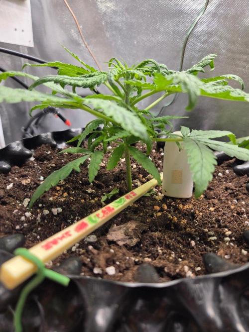 Pure Skunk Go Fast. Week 3