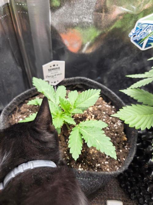 Cherry Dream. Week 2