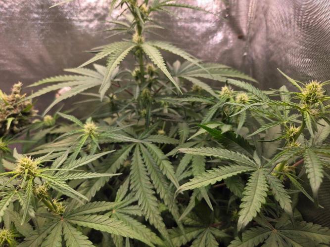 Pure Skunk Go Fast. Week 6