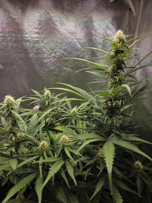 Pure Skunk Go Fast. Week 7