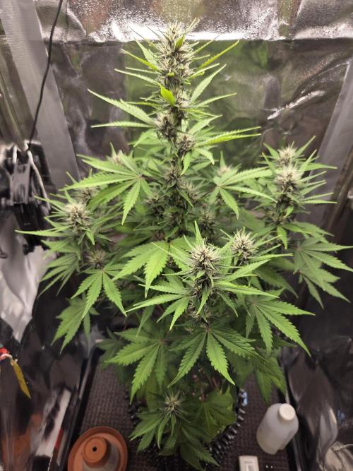 Citronnade ténébreuse. Week 6