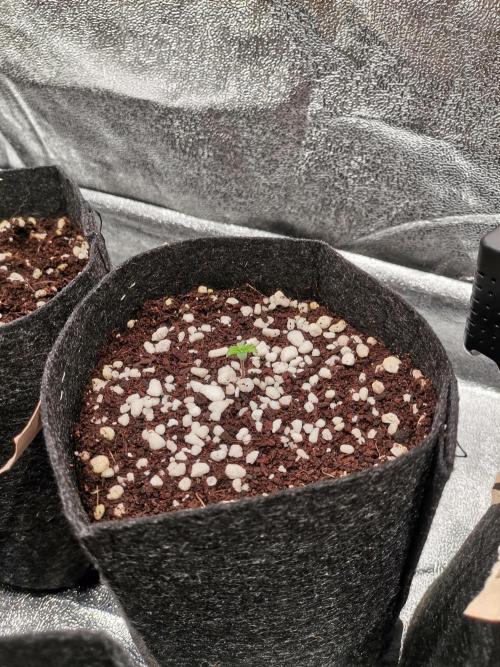 Primer Humboldt. Week 1 - La rezagada 