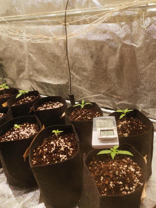Primer Humboldt. Week 1 - 06/06