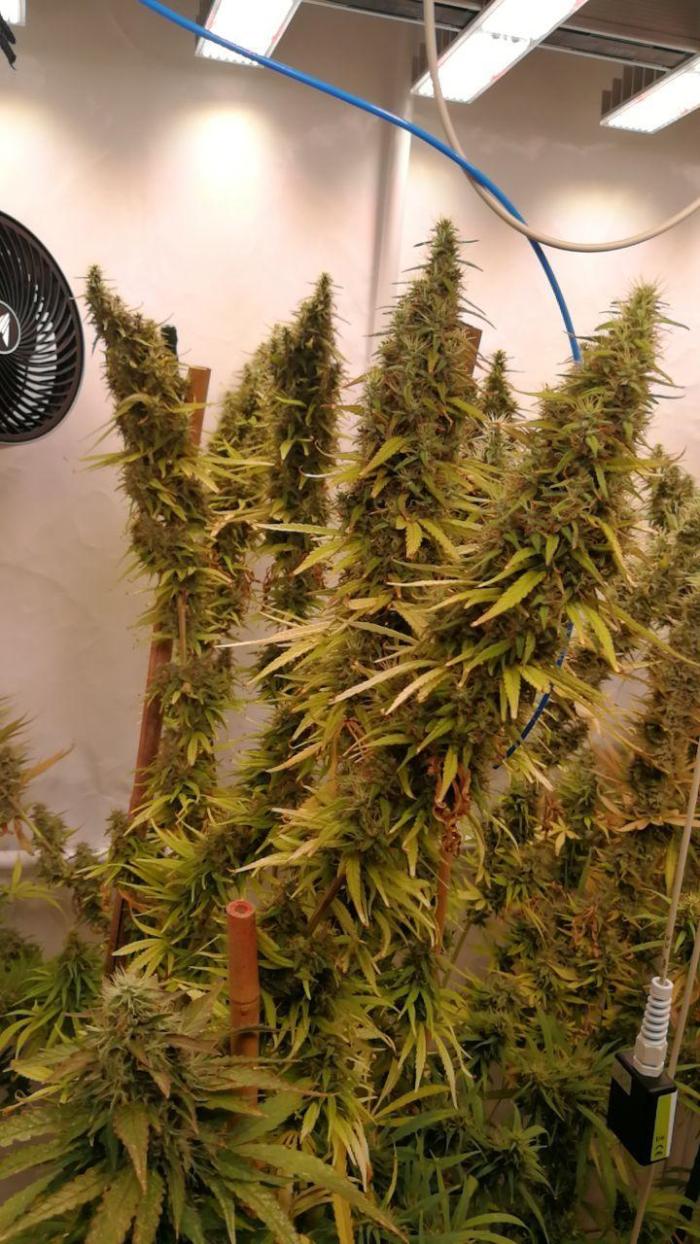Gold , Haze and Purple. Week 17