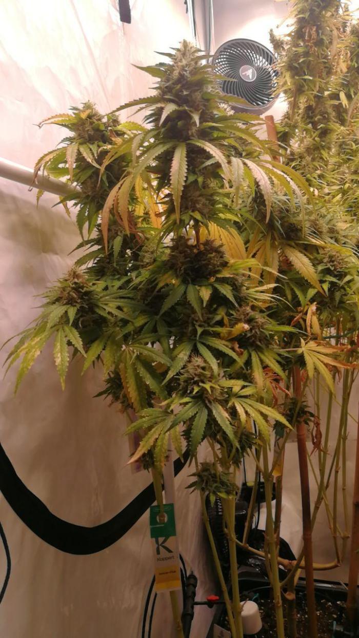 Gold , Haze and Purple. Week 17