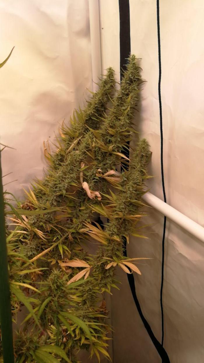 Gold , Haze and Purple. Week 17