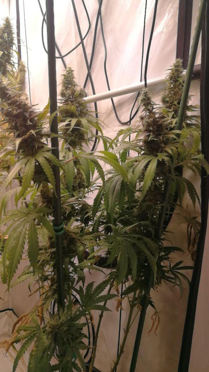 Gold , Haze and Purple. Week 17