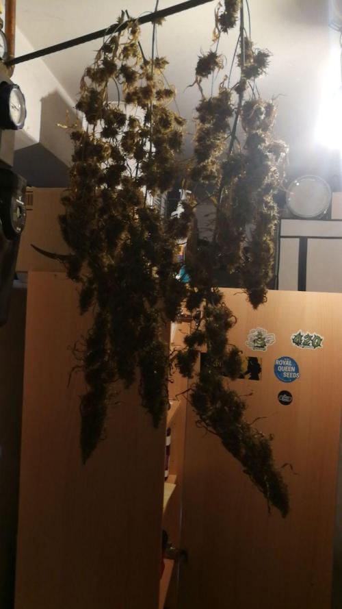 Gold , Haze and Purple. Week 17