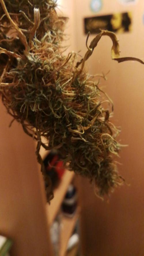 Gold , Haze and Purple. Week 17