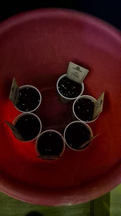 Cherries and Berries. Week 0