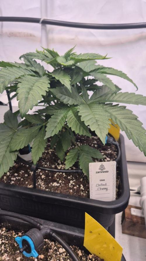 Cherries and Berries. Week 3