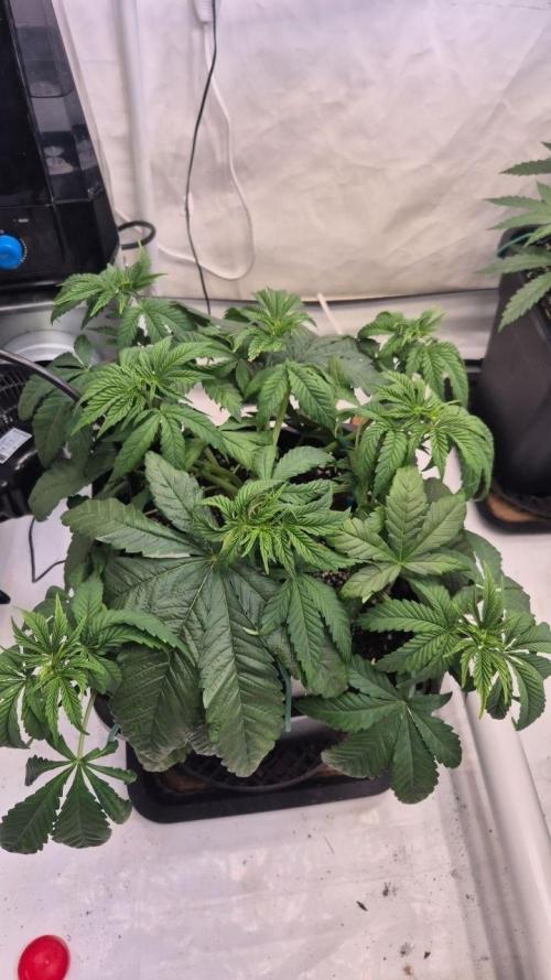 Cherries and Berries. Week 4