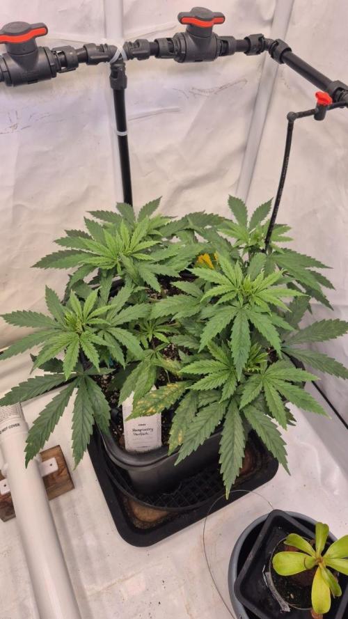 Cherries and Berries. Week 4